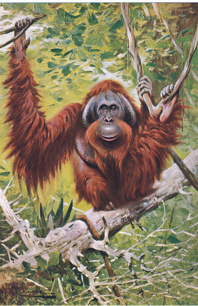 Orang, Wildlife of the World