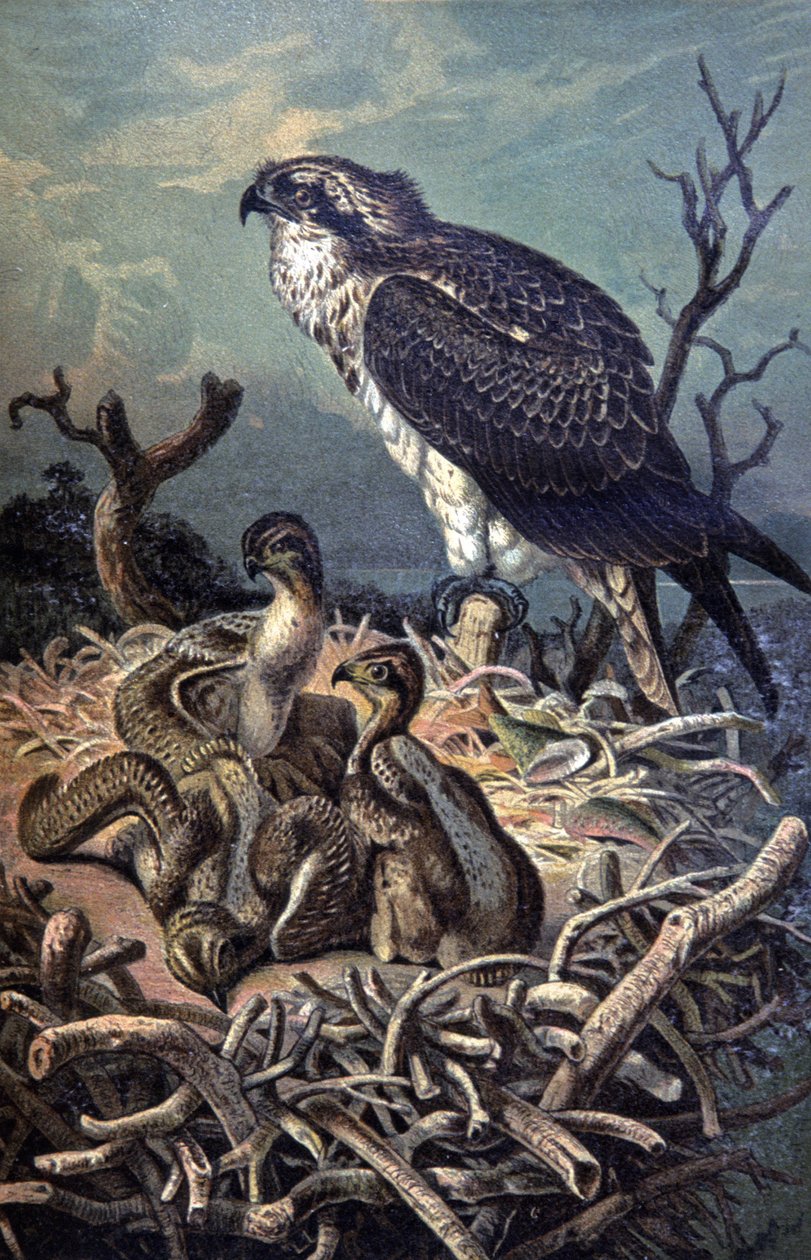 Osprey, 1910 dolayları (resim) by Wilhelm Kuhnert