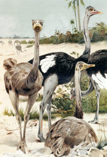 Devekuşu, plaka "Brehms Tierleben: Allgemeine Kunde des Tierreichs", cilt 6, s.691, Bibliographisches Institut tarafından yayınlandı by Wilhelm Kuhnert
