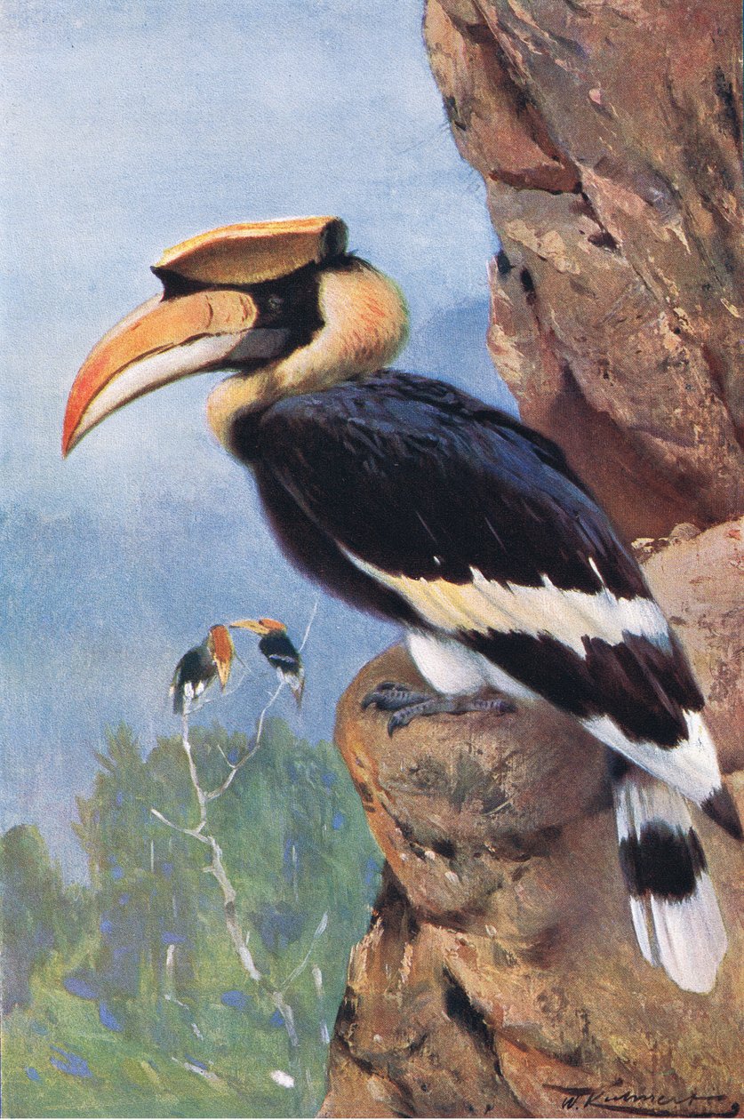Alaca Boynuzgaga, Wildlife of the World