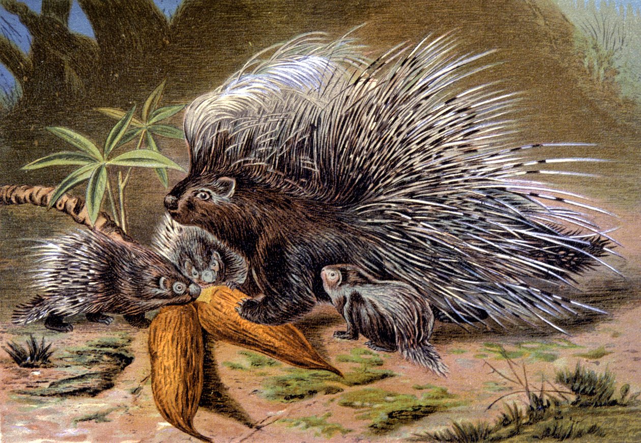 Kirpi by Wilhelm Kuhnert