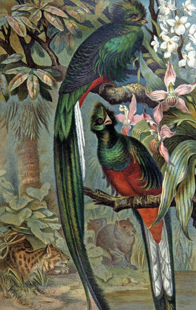 Muhteşem Quetzal, 1910 dolayları (resim) by Wilhelm Kuhnert