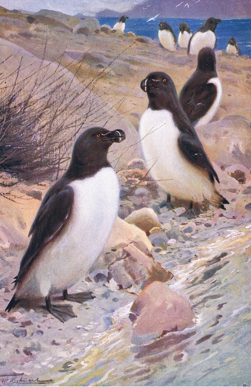 Razorbill, Wildlife of the World