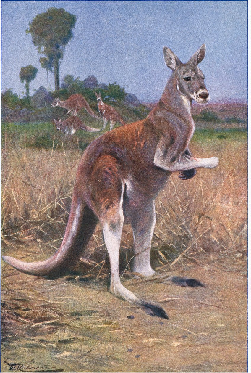 Kızıl Kanguru, Wildlife of the World