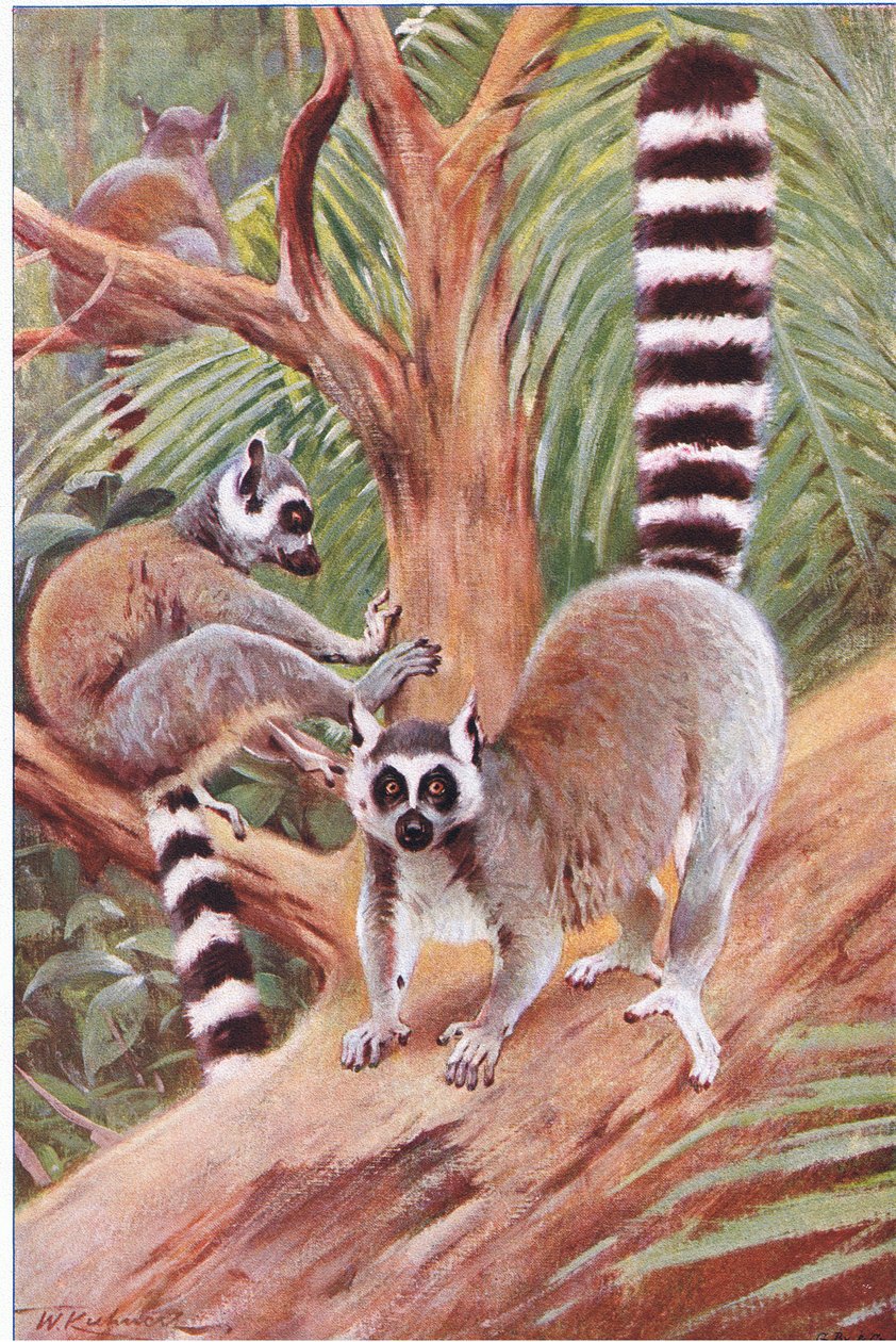 Ring Tailed Lemur, Wildlife of the World