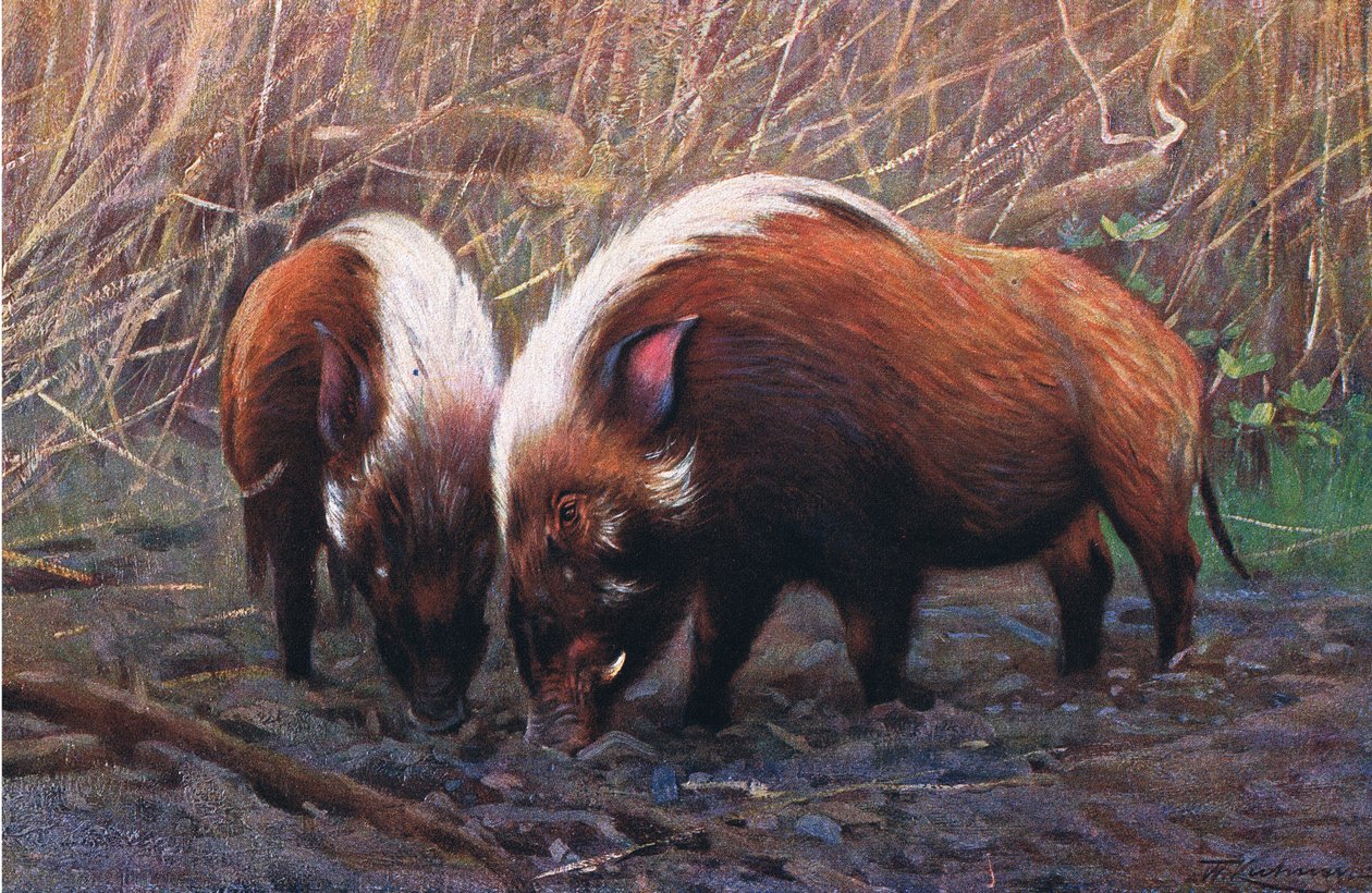 River Hog, Wildlife of the World