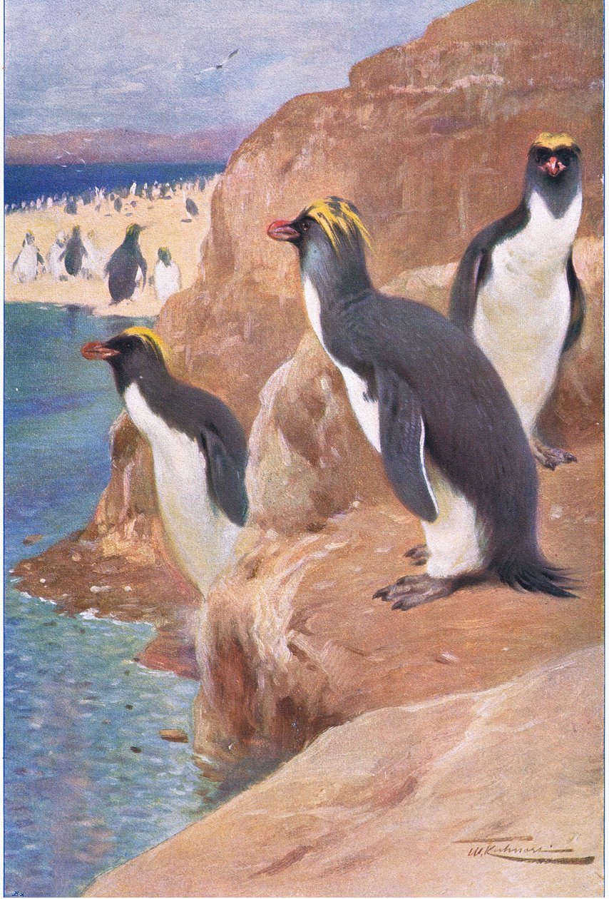 Rock Penguen, Wildlife of the World