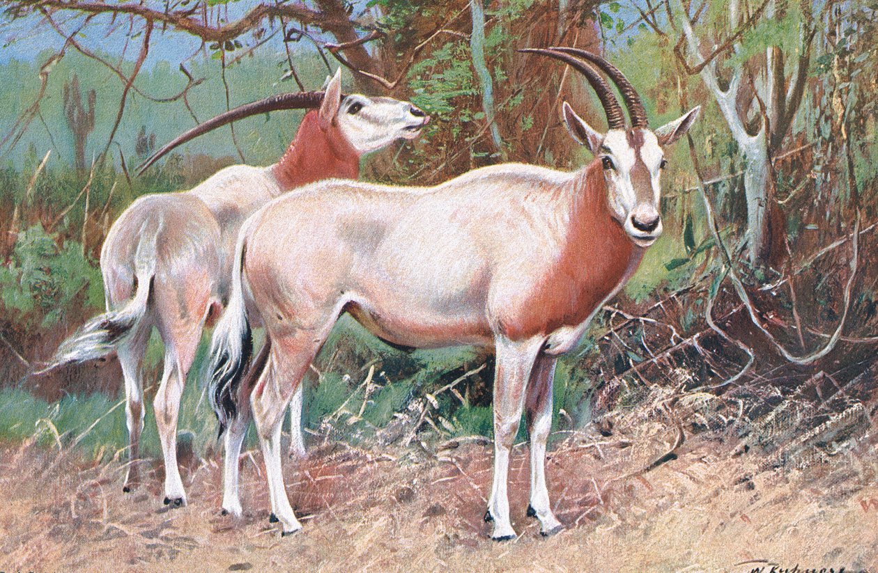 Sable Antelope, Wildlife of the World