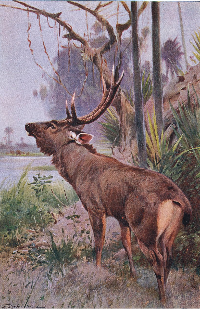Sambar, Wildlife of the World