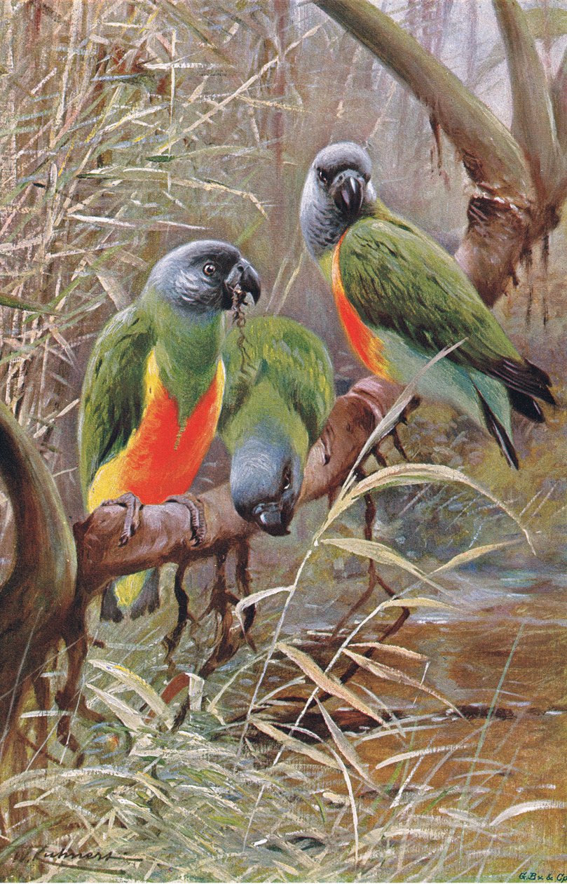Senegal Papağanı, Wildlife of the World