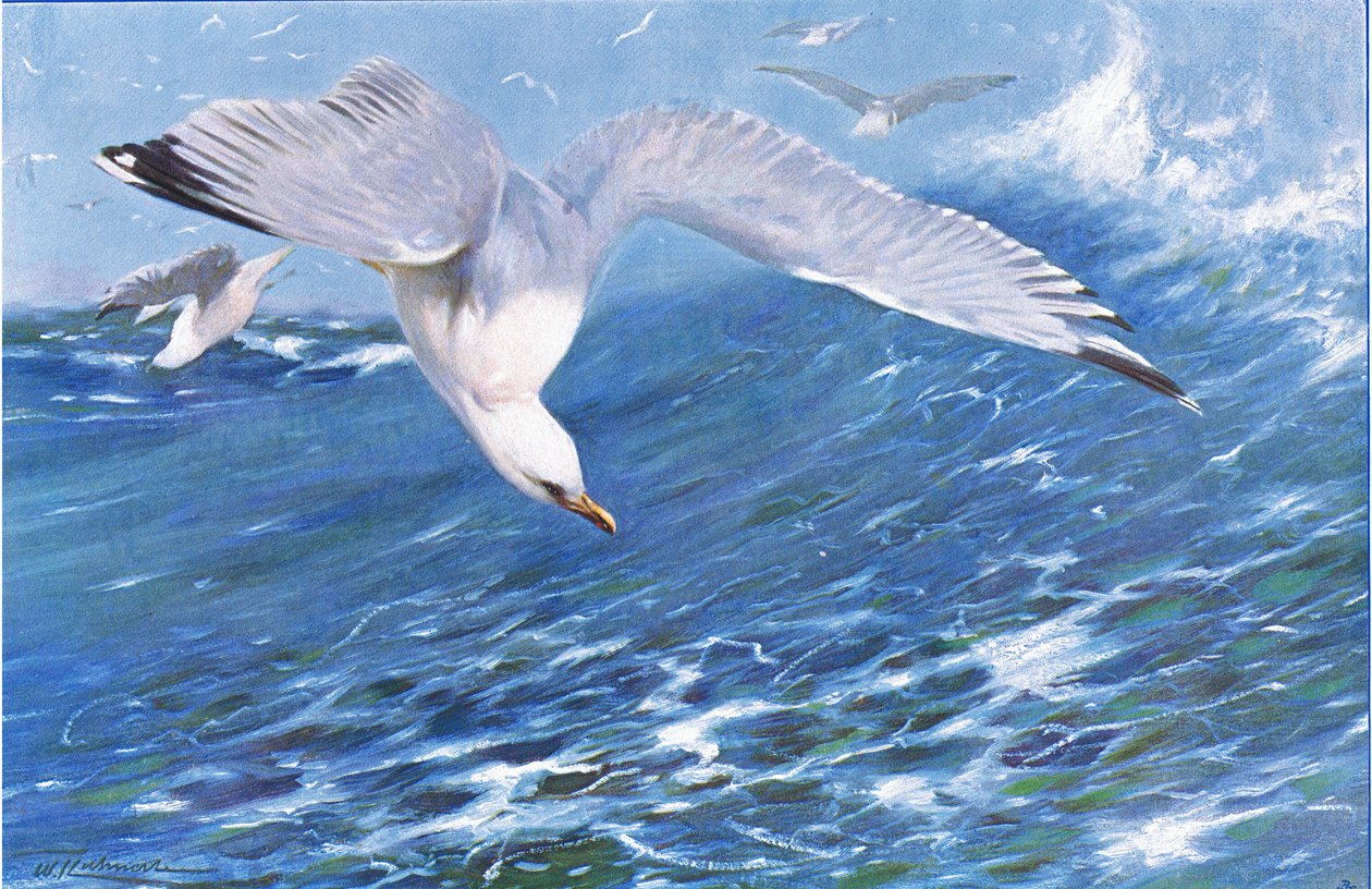 Silver Gull, Wildlife of the World