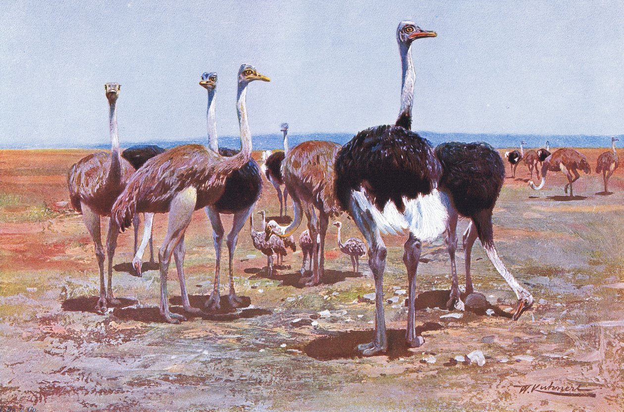Somali Devekuşu, Wildlife of the World
