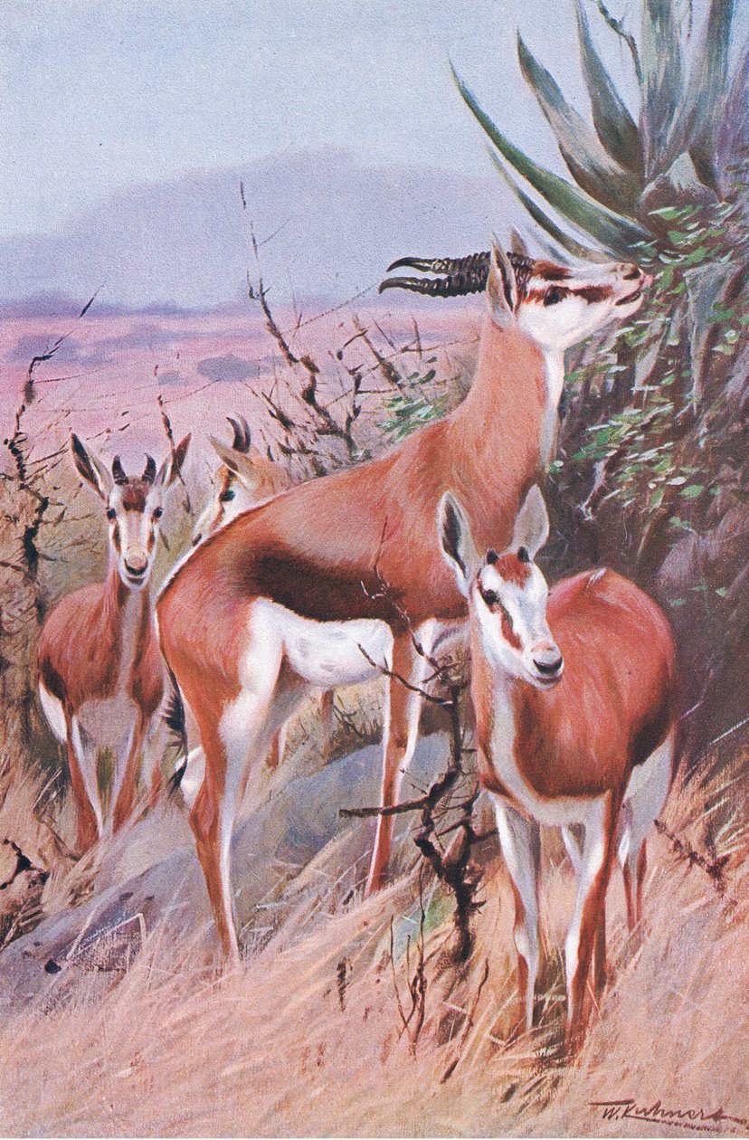 Springbok, Wildlife of the World