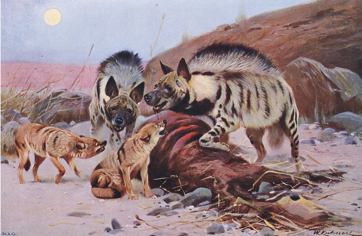 Frederick Warne & Co tarafından yayınlanan Wildlife of the World