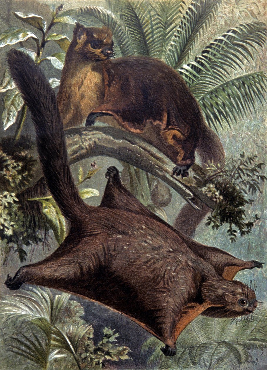 Taguanlar, uçan sincap by Wilhelm Kuhnert