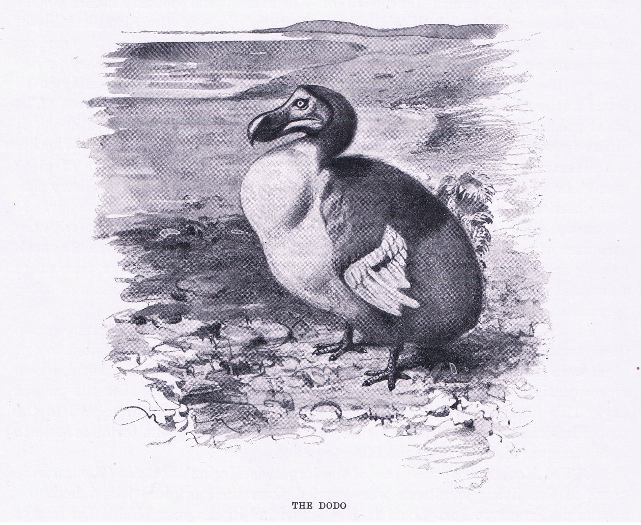 Dodo, Wildlife of the World
