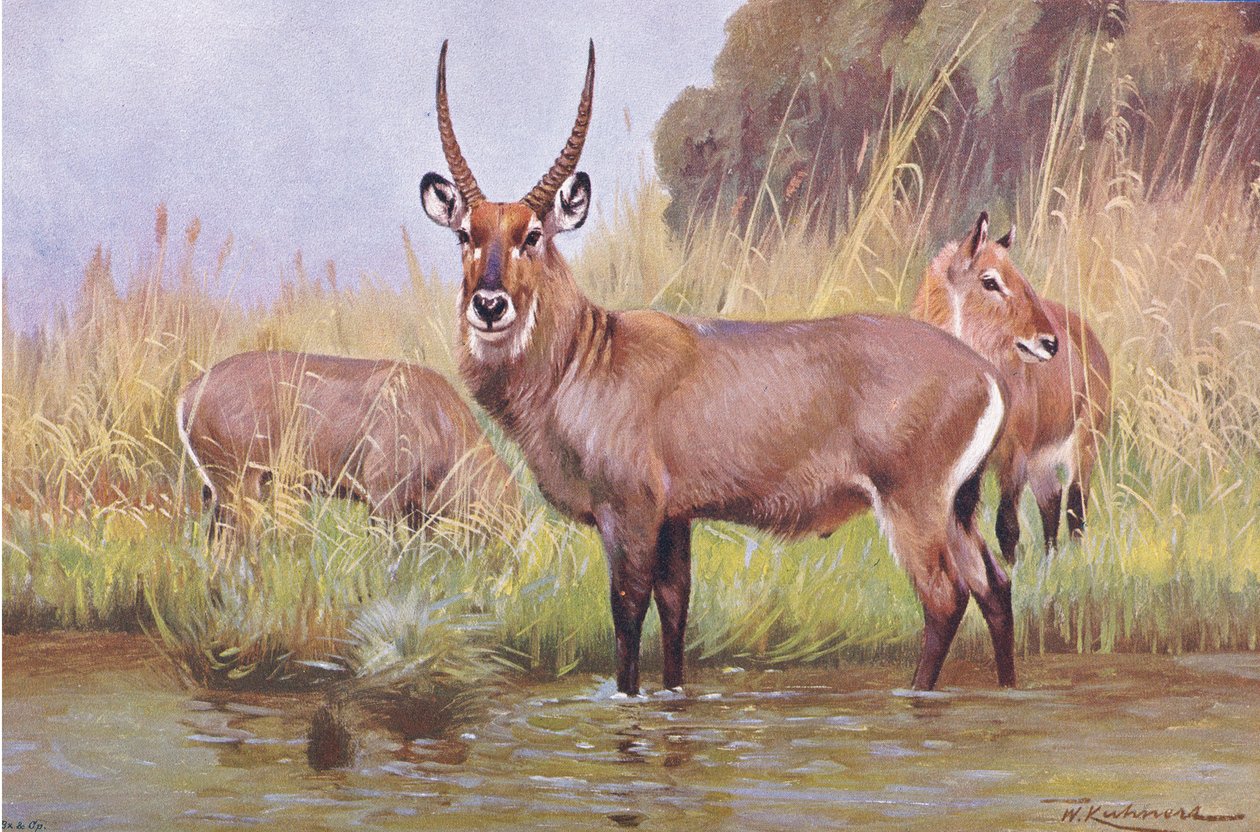 Water Buck, Wildlife of the World