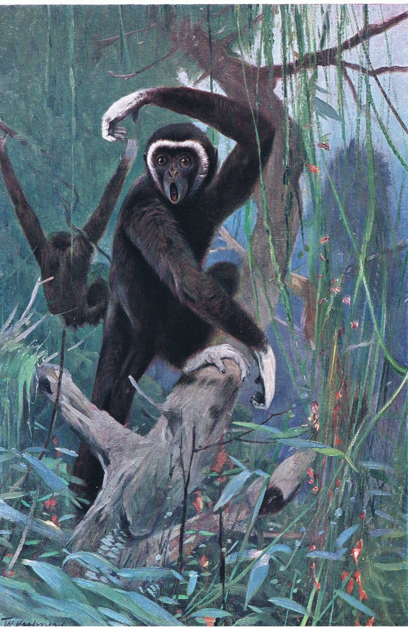 Beyaz Elli Gibbon, Wildlife of the World