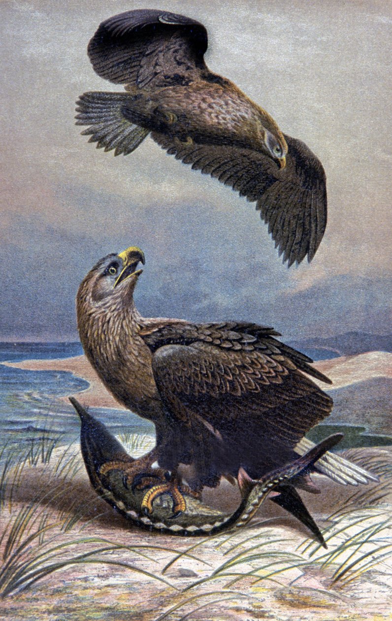 Beyaz Kuyruklu Kartal, 1910 dolayları (resim) by Wilhelm Kuhnert