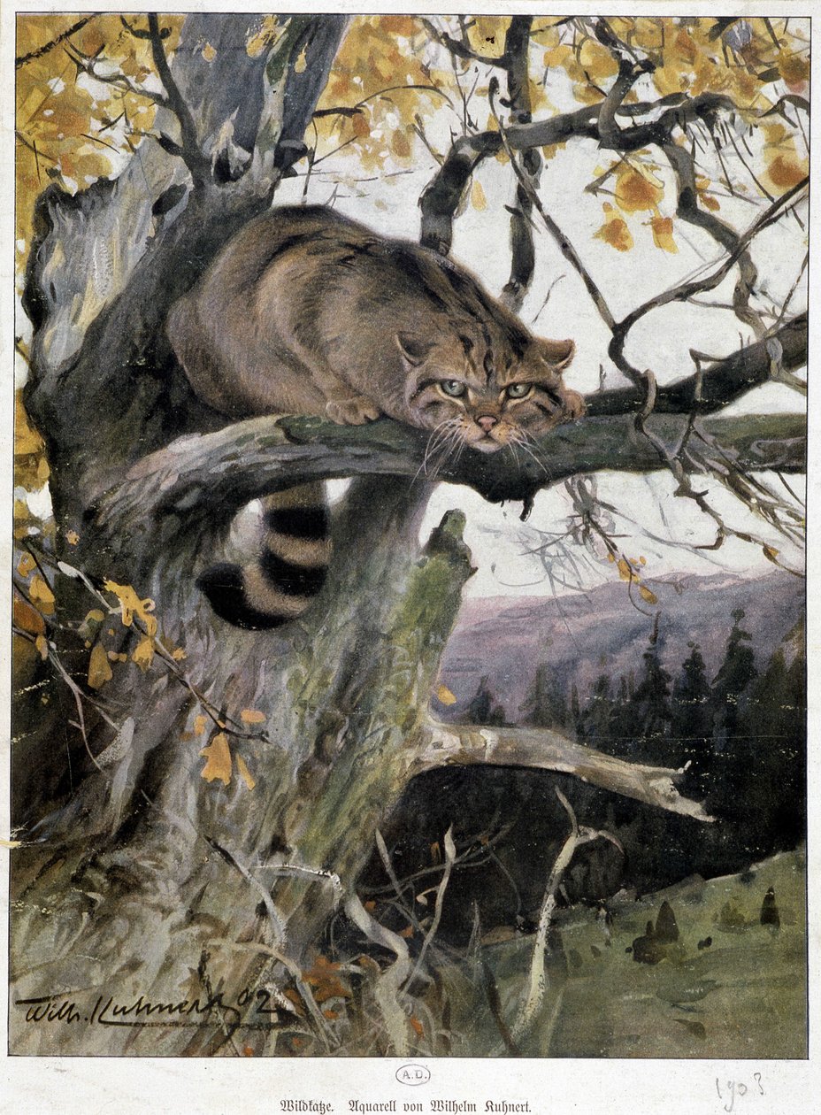 Vahşi Kedi - Suluboya, Wilhem Ruhnert by Wilhelm Kuhnert