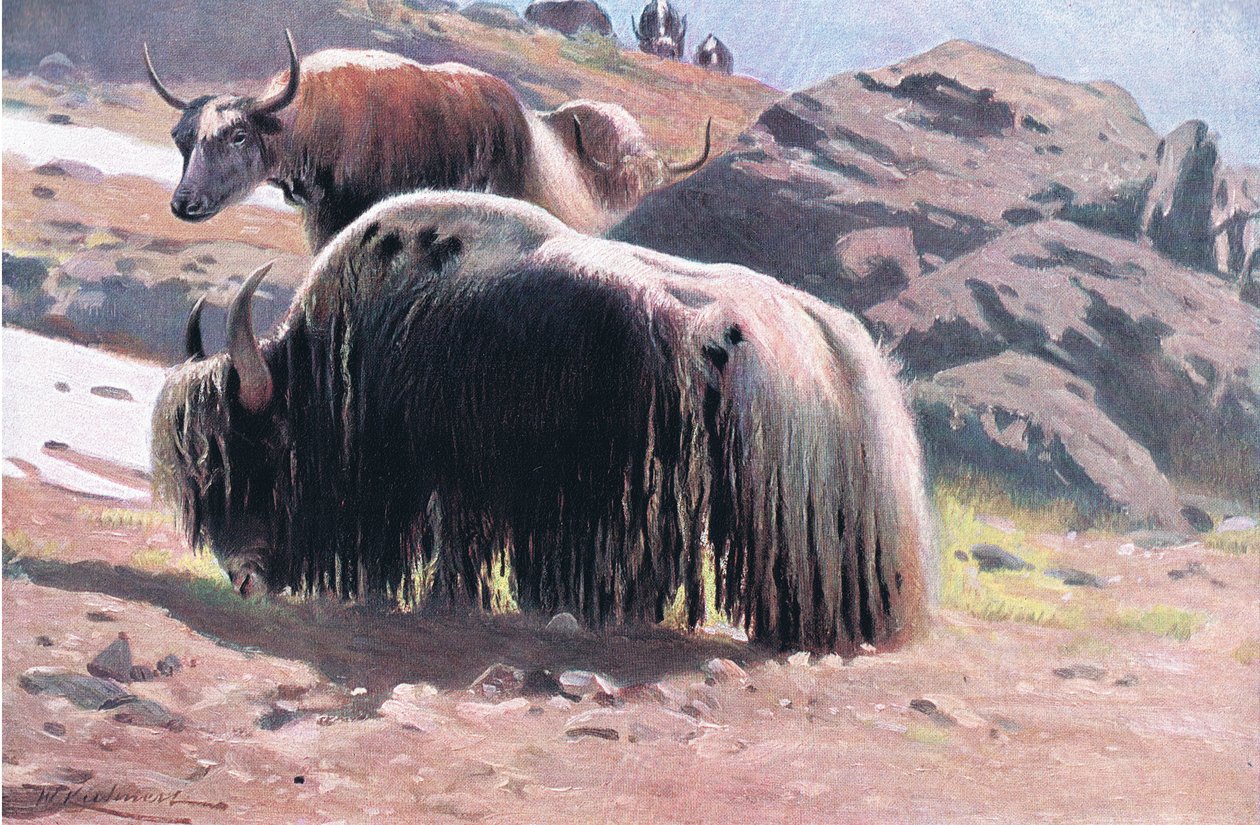 Yak, Wildlife of the World