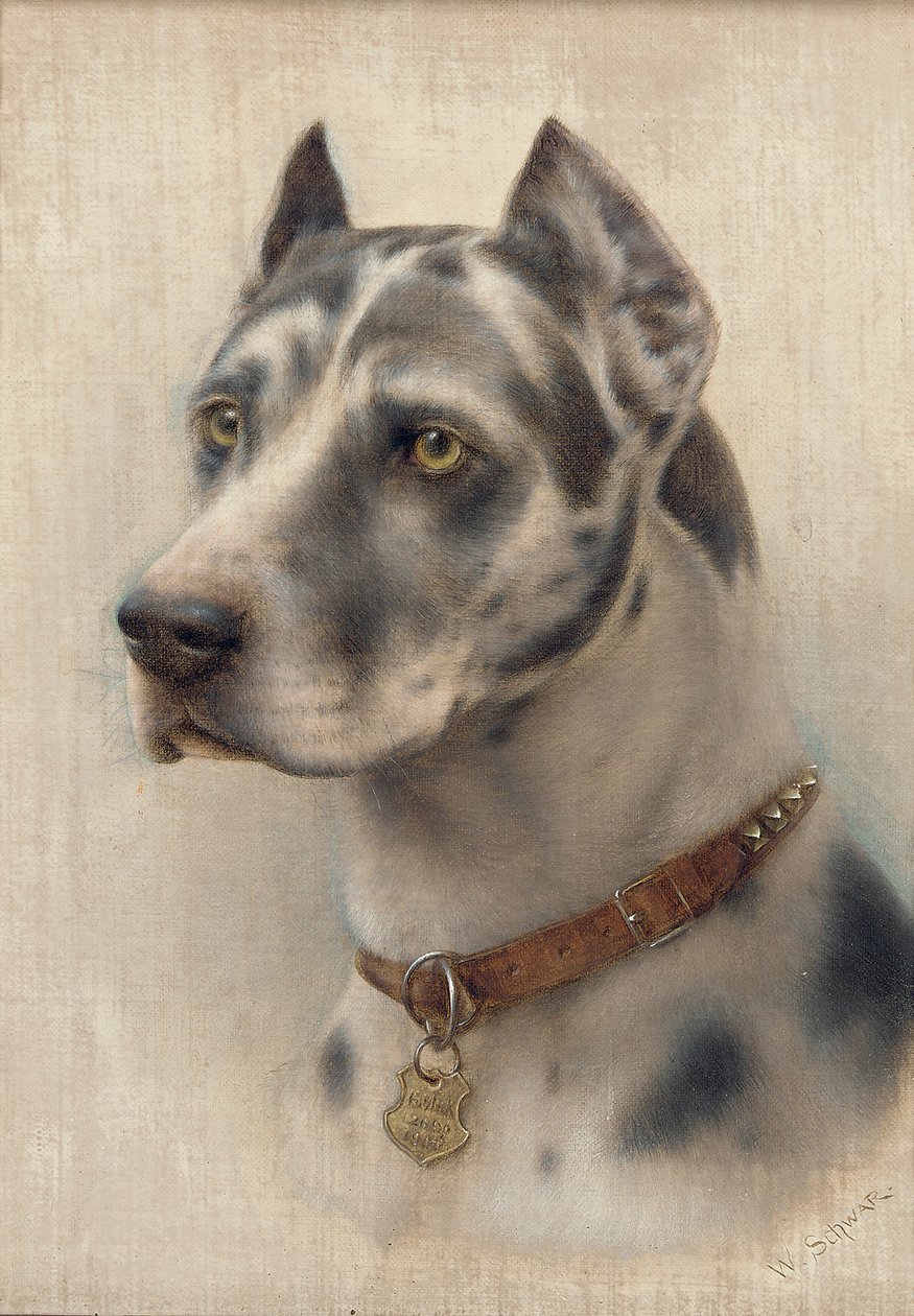 Bir Doberman