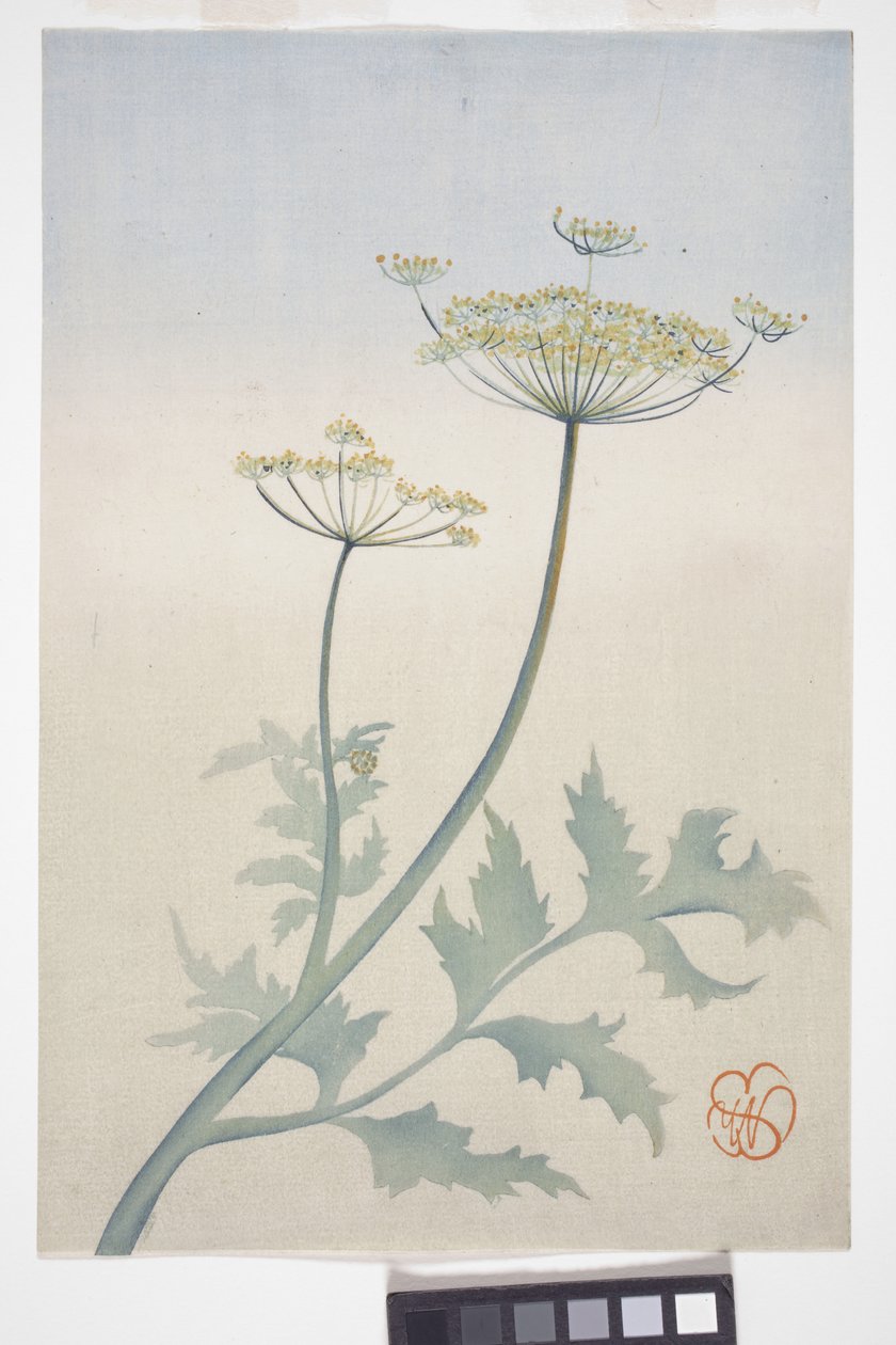 Queen Anne's Lace, c.1908 (renkli tahta baskı) by Wilhelmina Seegmiller