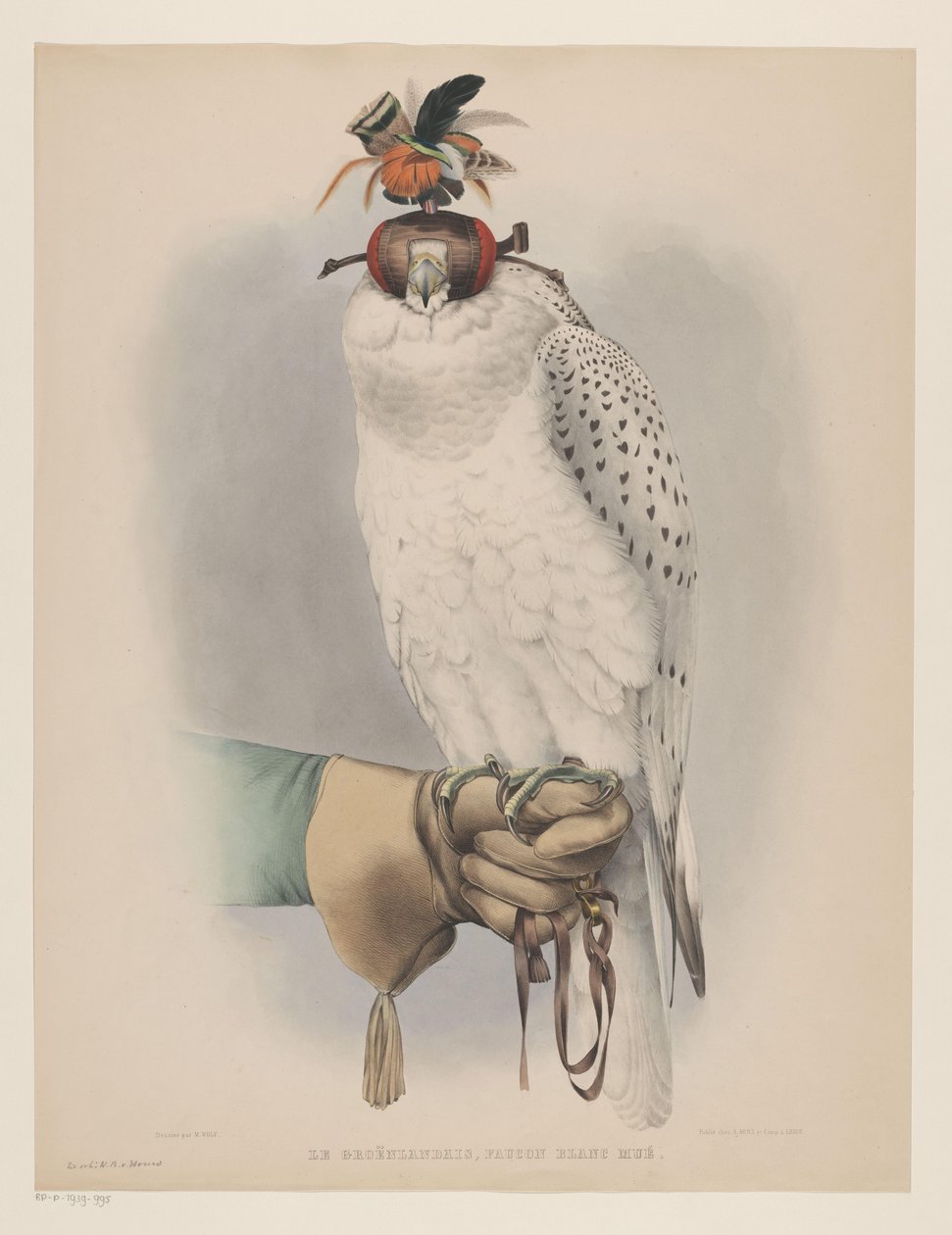 Beyaz Grönland Şahini Le groënlandais, faucon blanc mué (nesne üzerindeki başlık) by Willem Bastiaan van Wouw (possibly)