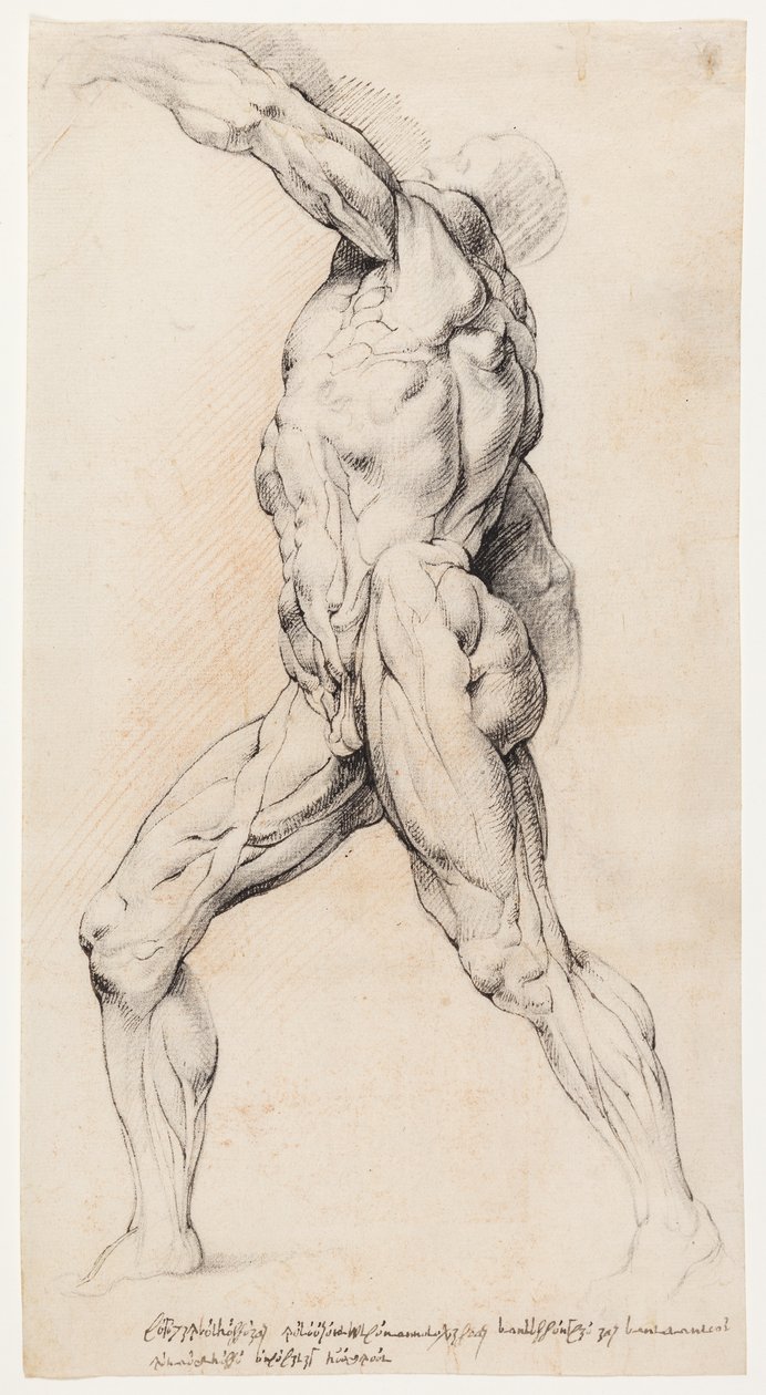 Anatomik Çalışma (kesit) by Willem Panneels