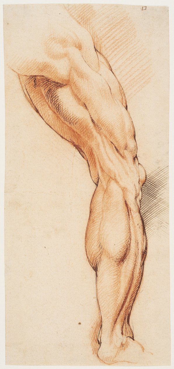 Anatomik Çalışma (écorché). Arkadan görülen bir adamın derisi yüzülmüş sağ bacağı, sağa döndü by Willem Panneels