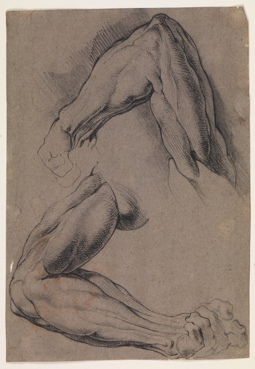 Anatomik Çalışma (écorché). Bir adamın derisi yüzülmüş sol koluyla ilgili iki çalışma by Willem Panneels