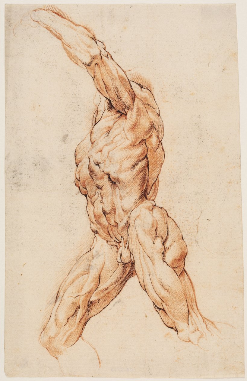 Anatomik Çalışma (écorchés). Yürüyen derisi yüzülmüş adam sola döndü by Willem Panneels