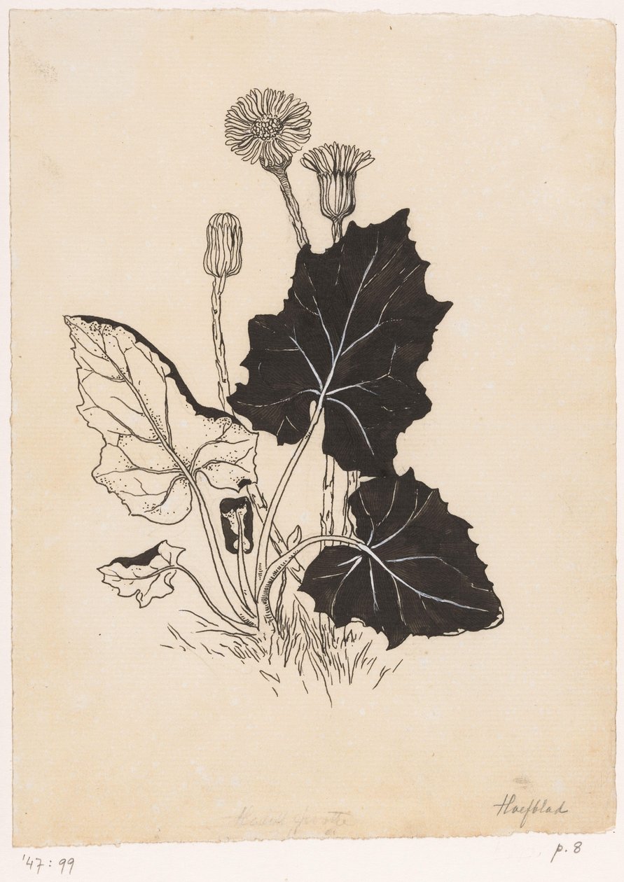 tereyağı by Willem Wenckebach
