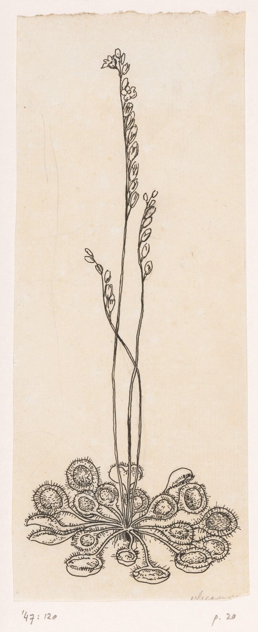 sinekkapan by Willem Wenckebach