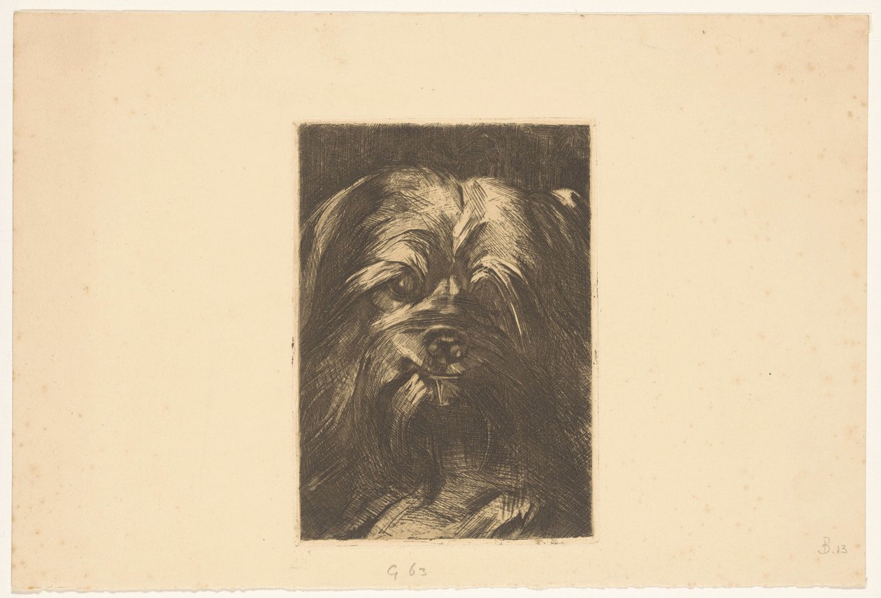 Köpek Phoebus by Willem Arnoldus Witsen