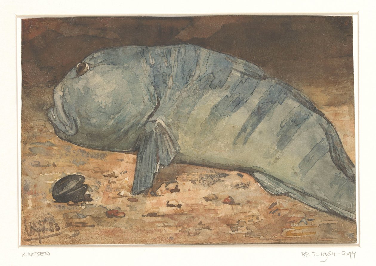 Balığın yandan görünüşü by Willem Arnoldus Witsen