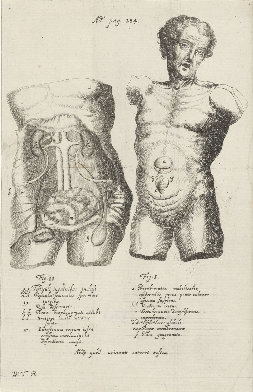 İki gövdenin anatomik çalışması by Willem ten Rhijne