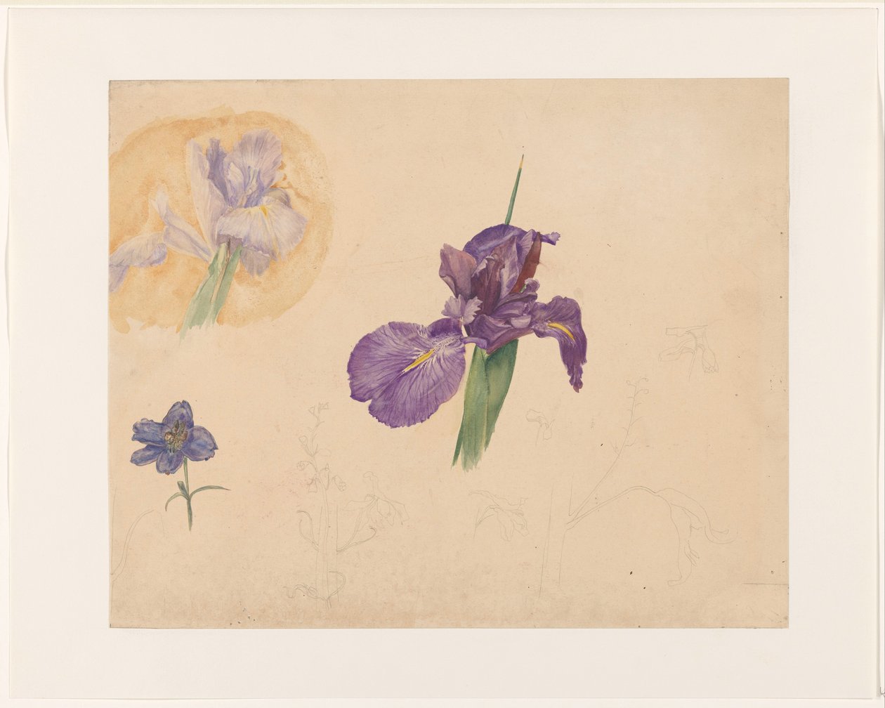 Bir iris ve larkspur çalışmaları by Willem van Konijnenburg