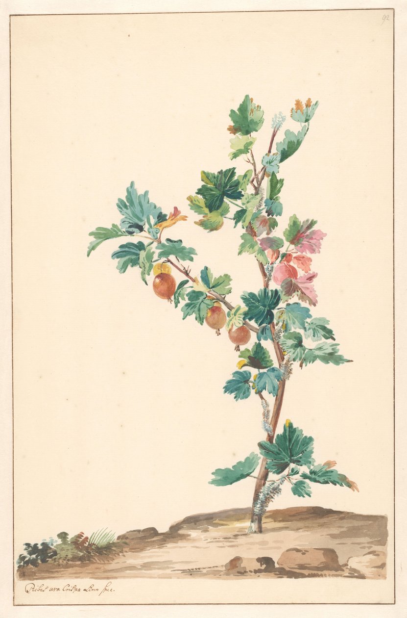 Bir manzarada bektaşi üzümü by Willem van Leen (attributed to)
