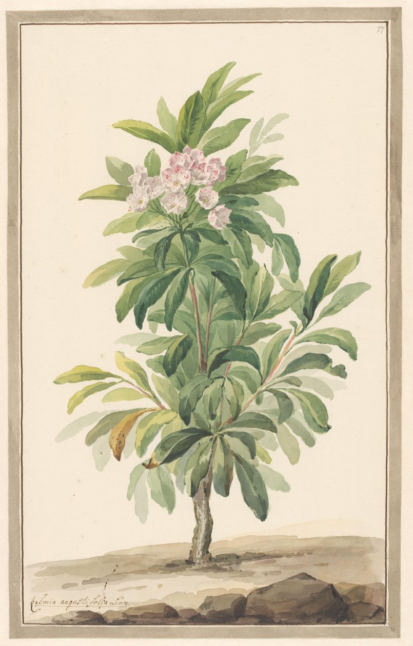 Manzarada Smalbladige lepelboom (Kalmia Angustifolia) by Willem van Leen (attributed to)