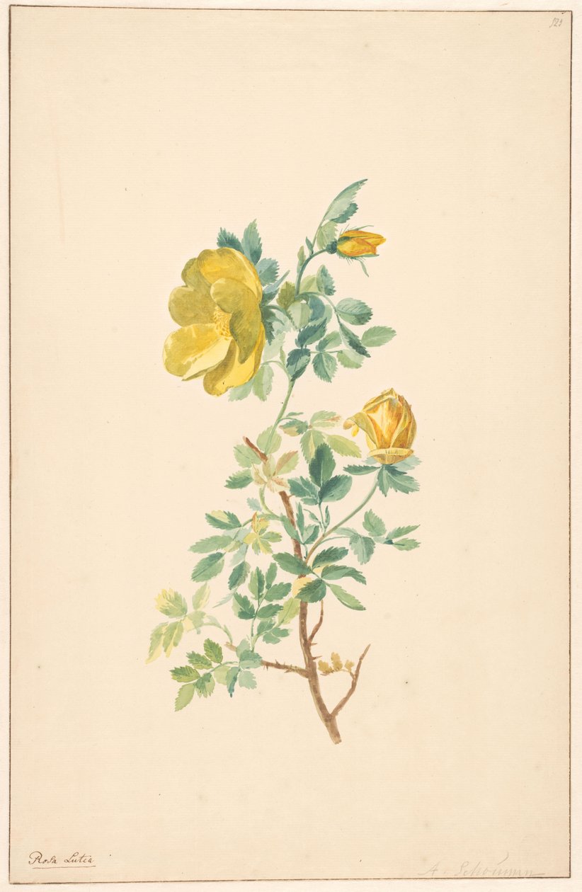 Sarı bir gülün dalı (Rosa Lutea) by Willem van Leen (attributed to)