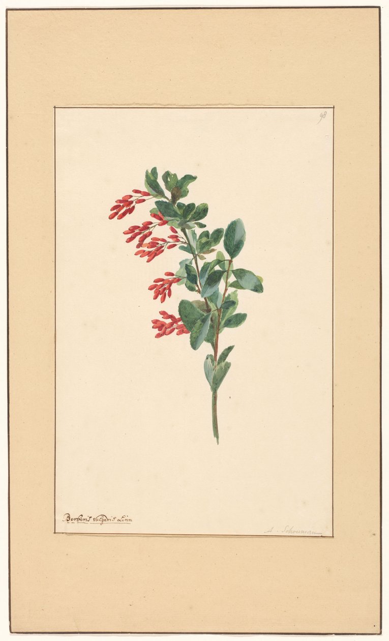 Bir kızamık dalı by Willem van Leen (attributed to)