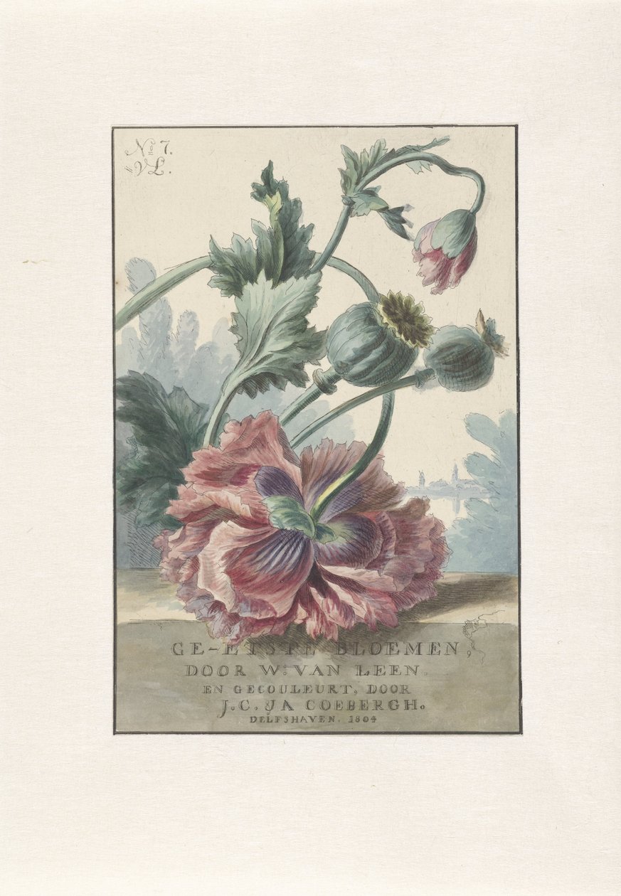 Poppies Başlık baskısı: W. van Leen ve JC & JA Coebergh, Etched Flowers, 1804 by Willem van Leen