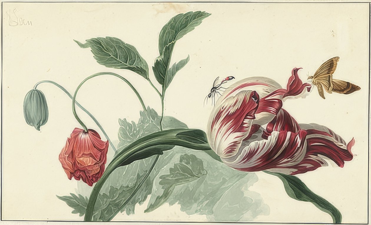 Lale ve haşhaş by Willem van Leen