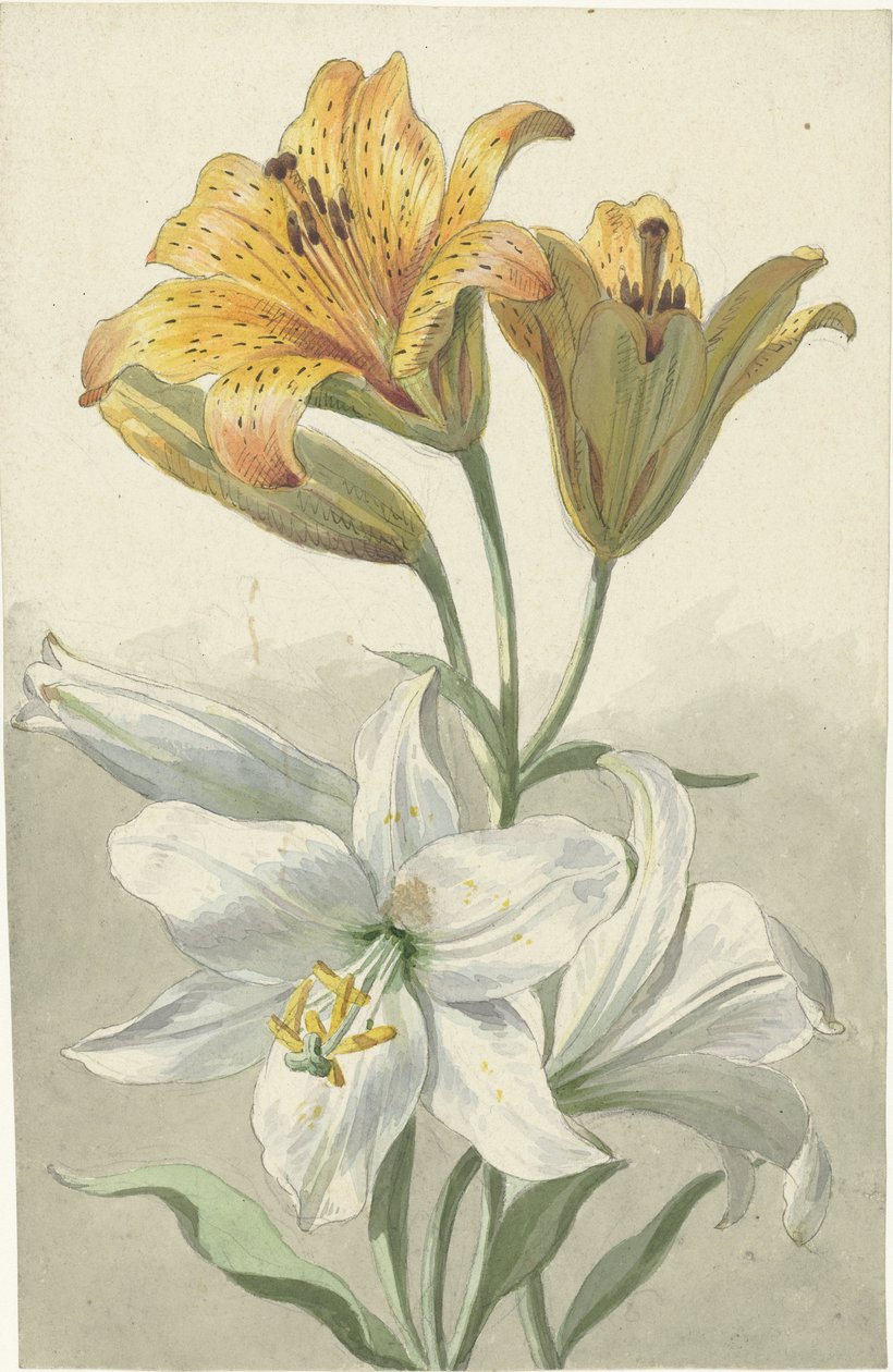 Sarı ve Beyaz Zambaklar İki çeşit lilyum by Willem van Leen