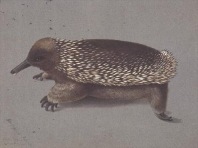 Spiny Echidna, 19th century by William Buelow Gould
