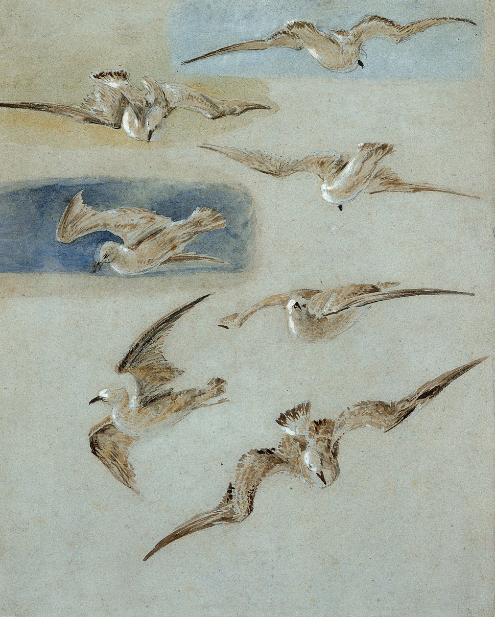 Martılar Çalışması (kağıt üzerinde kalem, tuvalet ve gövde rengi) by Clarkson Frederick Stanfield