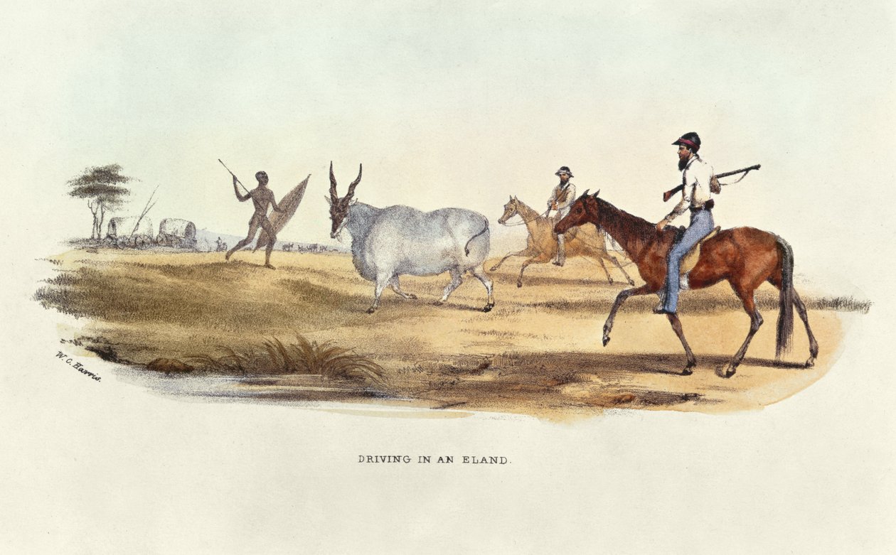 Eland
