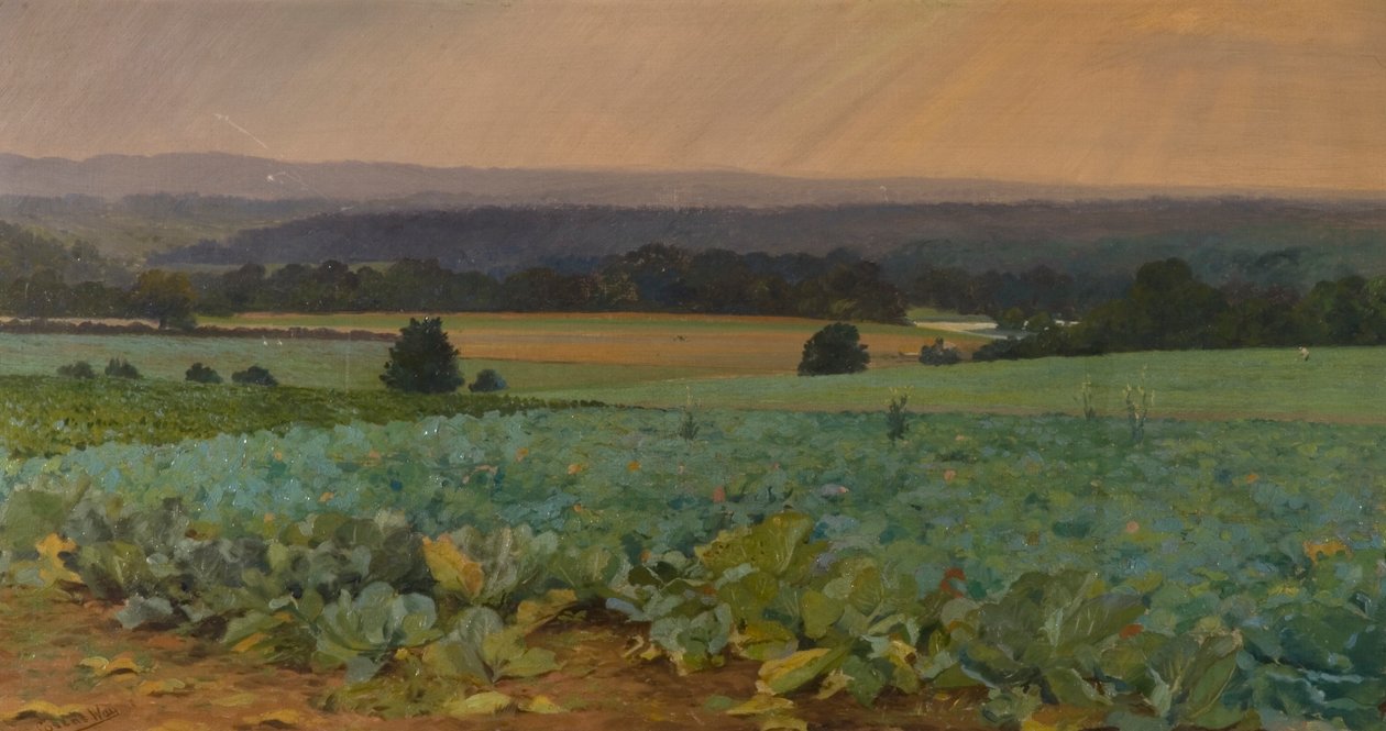 Şalgam Tarlası by William Cosens Way