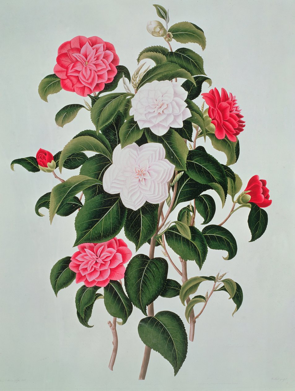 Camellia Japonica, Kamelya Cinsi Üzerine Bir Monograftan, 1819 by William Curtis